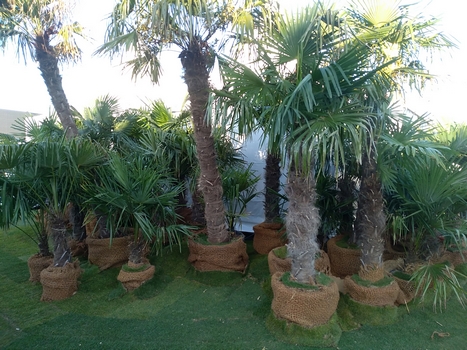 Réalisations Cap Vert | Location de plantes